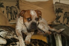 Olde English Bulldogge Abigail