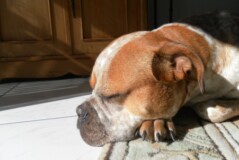 Olde English Bulldogge Abigail