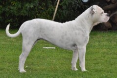 Continental Bulldog Bulldog-Bogeys Babett