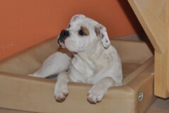 Continental Bulldog Bulldog-Bogeys Babett