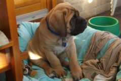 Mastiff Don Theo von der Villa Graf
