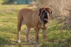 Mastiff Don Theo von der Villa Graf