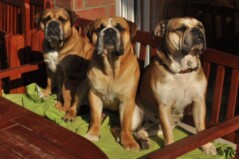 Continental Bulldog Pickwick Doreen