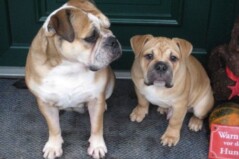 Continental Bulldog Pickwick Doreen