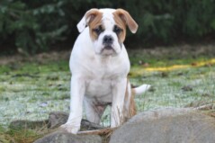 Continental Bulldog Bulldog-Bogeys Emma