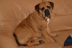 Continental Bulldog Seeblickbulls Ambrosia
