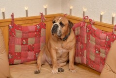 Continental Bulldog Paula bei den Seeblickbulls