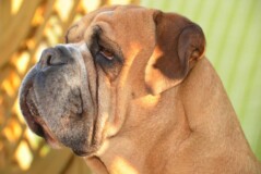 Continental Bulldog Paula bei den Seeblickbulls
